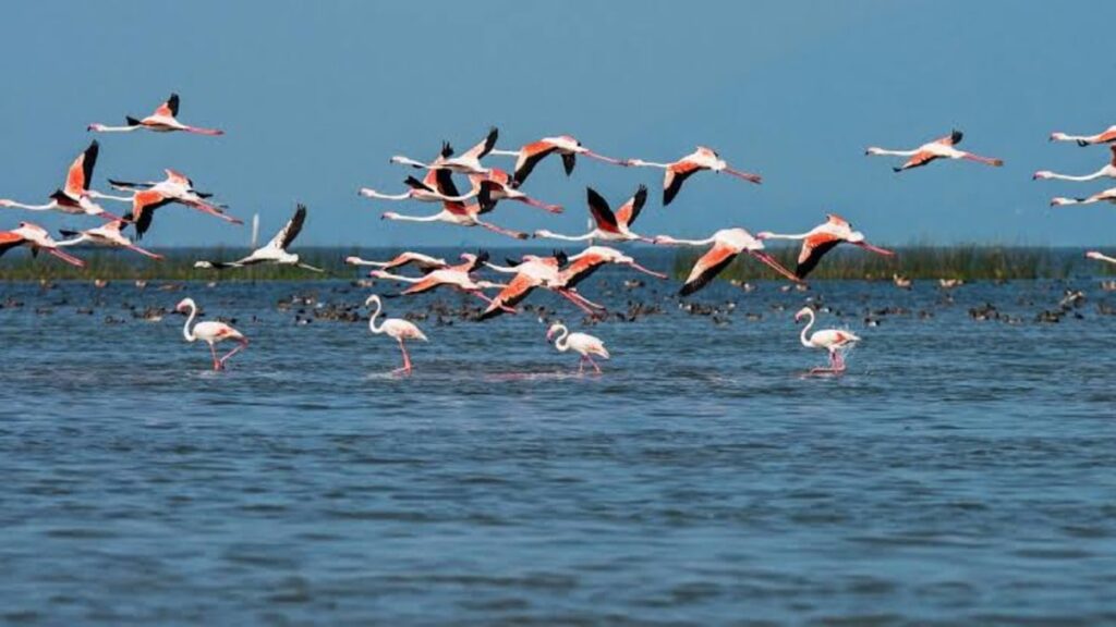 ChilIka Lake